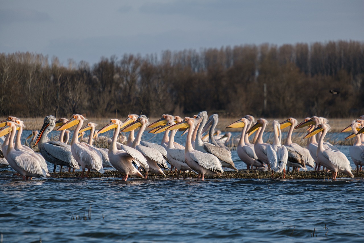 How Climate Change is Affecting Wildlife and Biodiversity